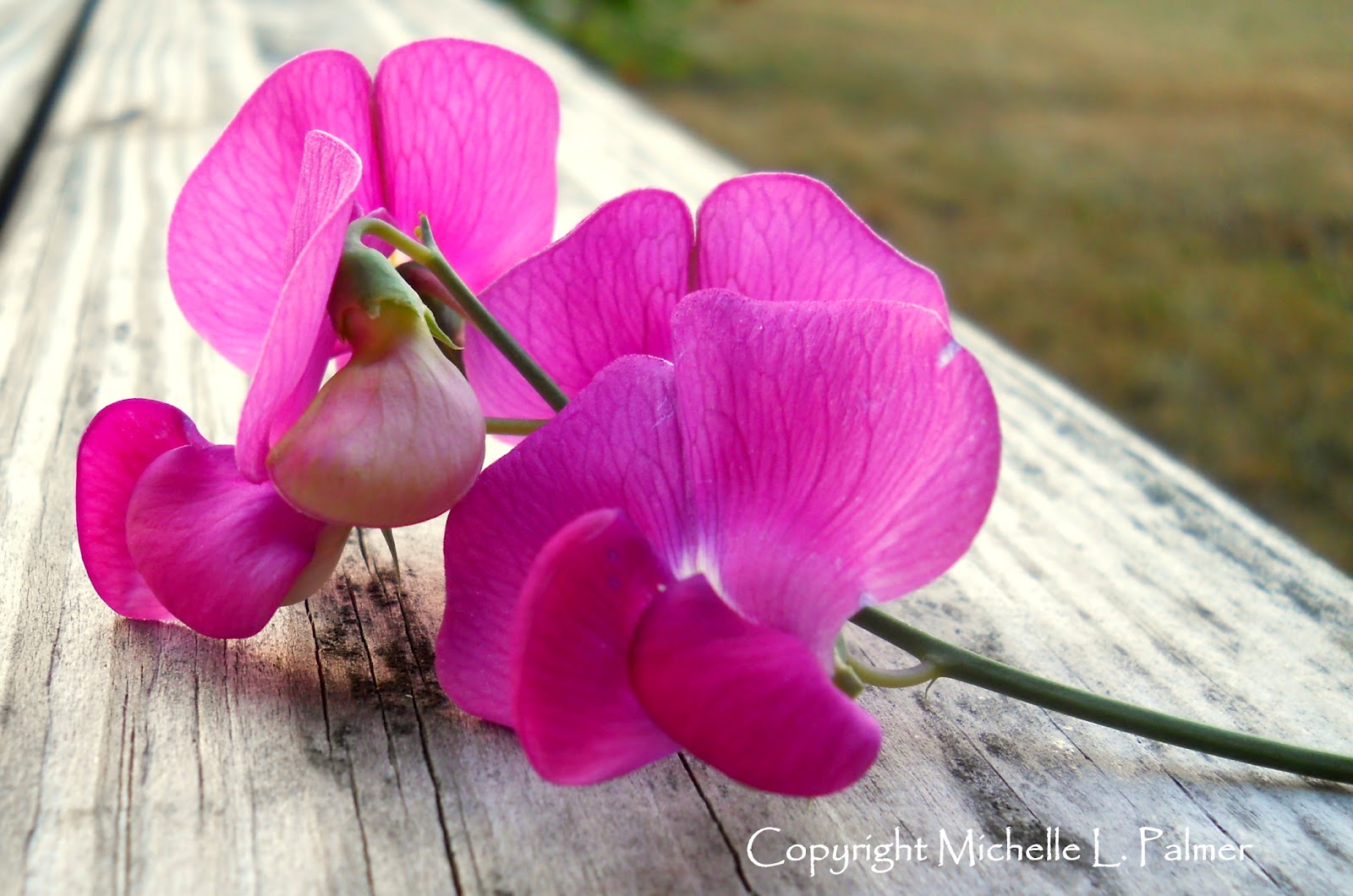 Michelle Palmer Daisies & Sweet Peas...