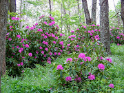 Rhododendron left to grow wild and in their natural form blooming in a full .