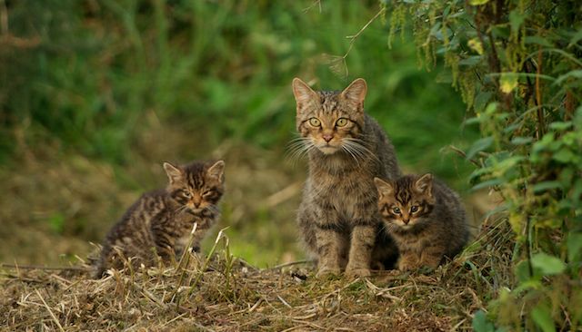 British Wildlife Centre Keeper S Blog More Wildcat Kittens