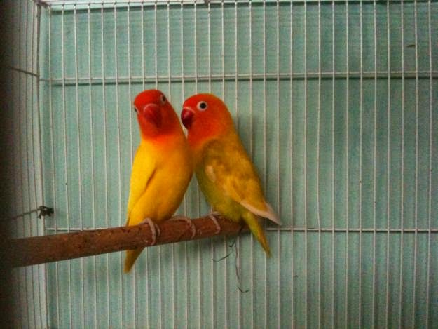 Iklan Burung Dan Hewan Peliharaan Dijual Burung Love Bird Lotino