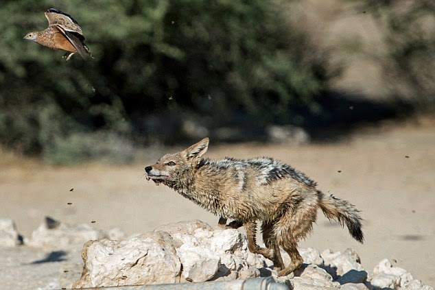 Pictures from African waterhole shows how a predator repeatedly misses killing its prey Pictures from African waterhole shows how a predator repeatedly misses killing its prey