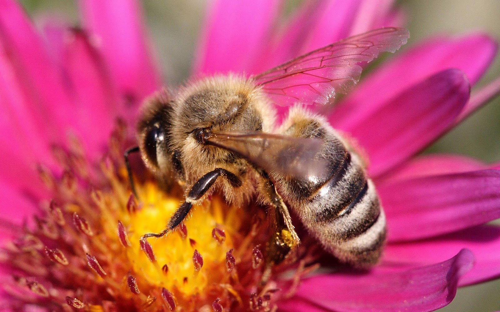 http://1.bp.blogspot.com/-F3lXk3zZvpY/UCQgDAFeT5I/AAAAAAAAAPw/k3hGjZHr6F4/s1600/hd-bee-wallpaper-with-a-bee-sitting-on-a-pink-flower-hd-bees-background-picture.jpg