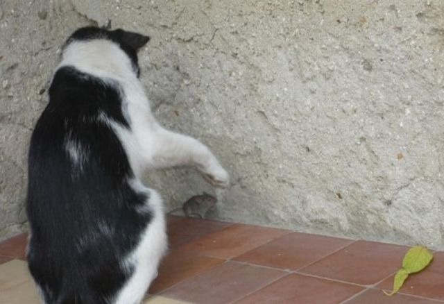 Funny Cool Pictures Cat And Mouse Game