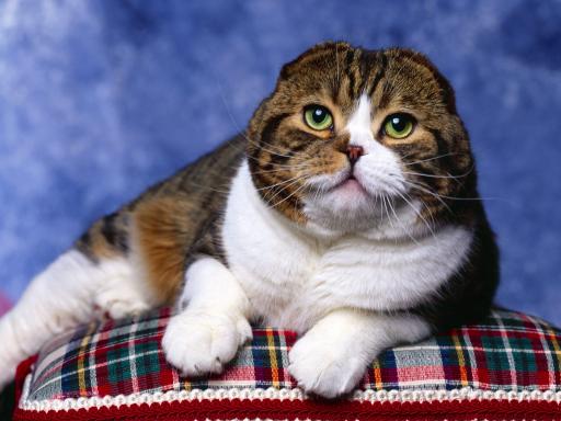 Mini Scottish Fold