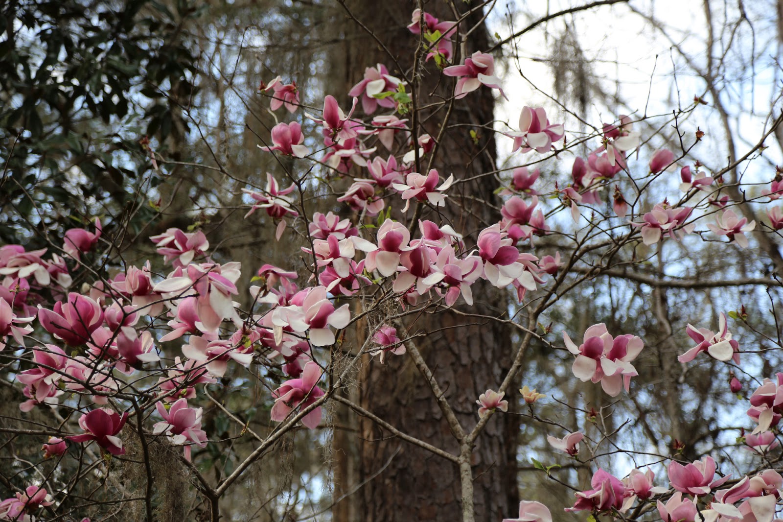 In Japan Magnolia Is Blooming Just Before The Cherry Blossom Stock