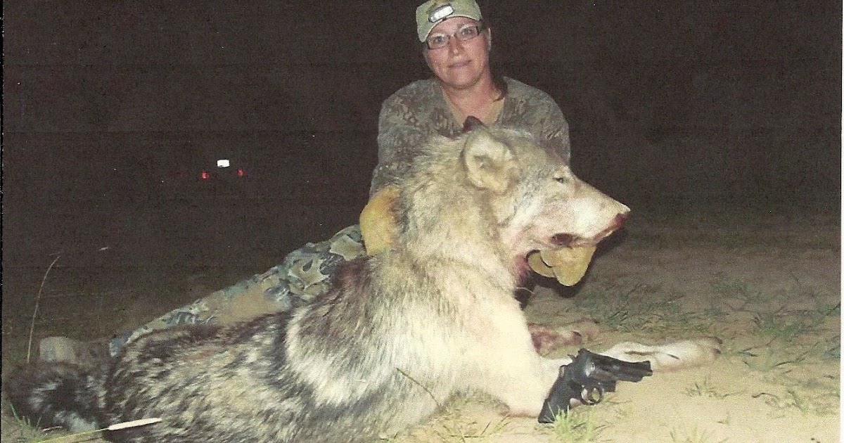 outdoorswithhank Wow, Check Out the Wolves of Idaho