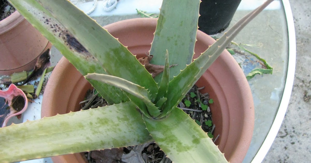 The Search for Oatmeal Heaven How to Cut Aloe Vera Leaves