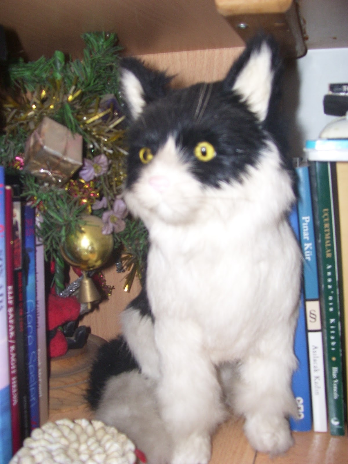 sokak Kedisi Odamdaki Kediler