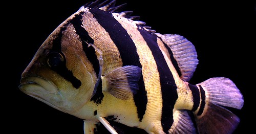 Blog Seputar Informasi Ikan Hias: Indonesian Tiger Fish ...