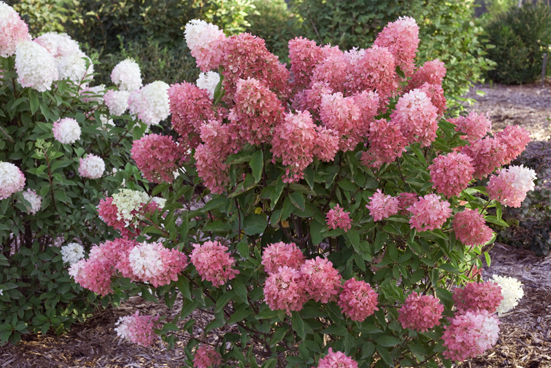 52 Best Gardens Images In 2020 Plants Garden Garden Inspiration