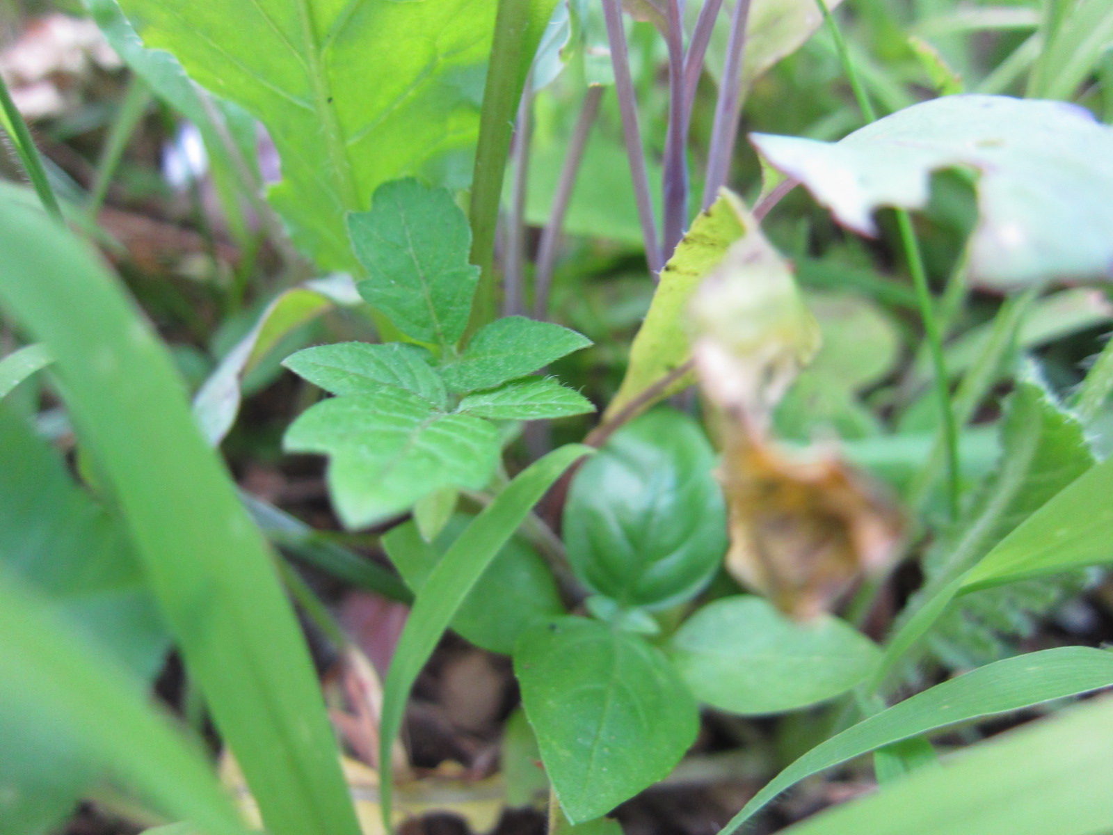 小さな自然畑 12