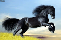 "horse" "Black horse" "Majectic horse" "beautiful horse"