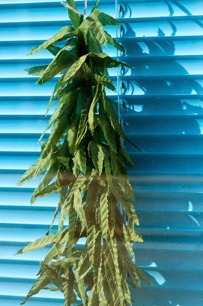 drying plants in the window