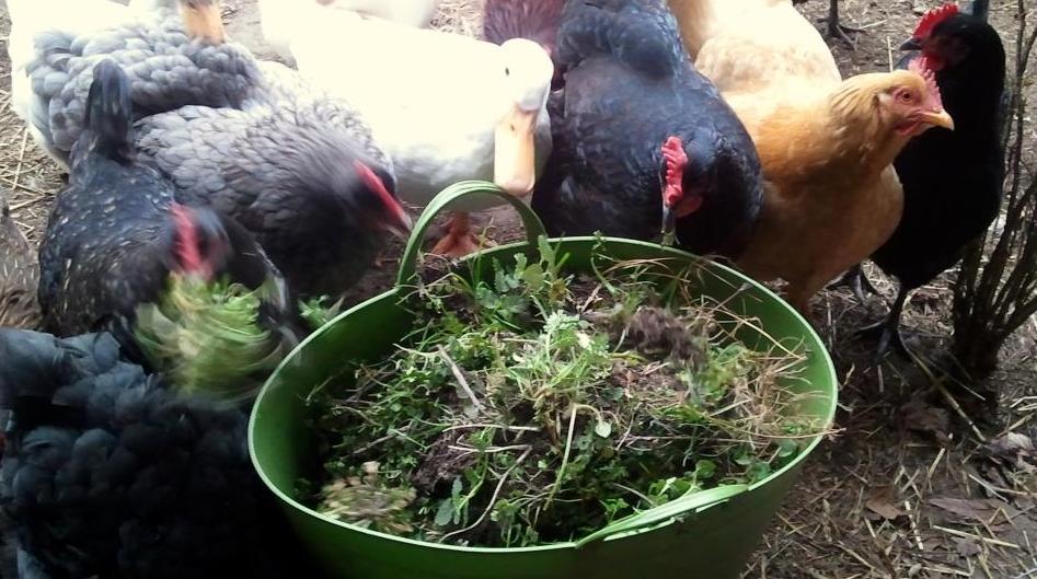 Weeds 101 A Nutritious, FREE Treat for your Backyard Chickens Fresh