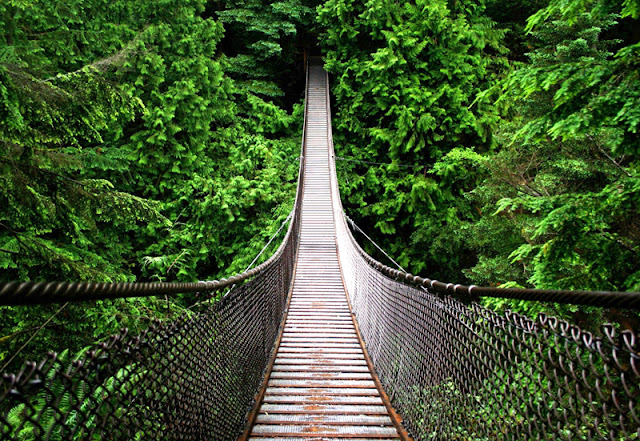 puente en el bosque