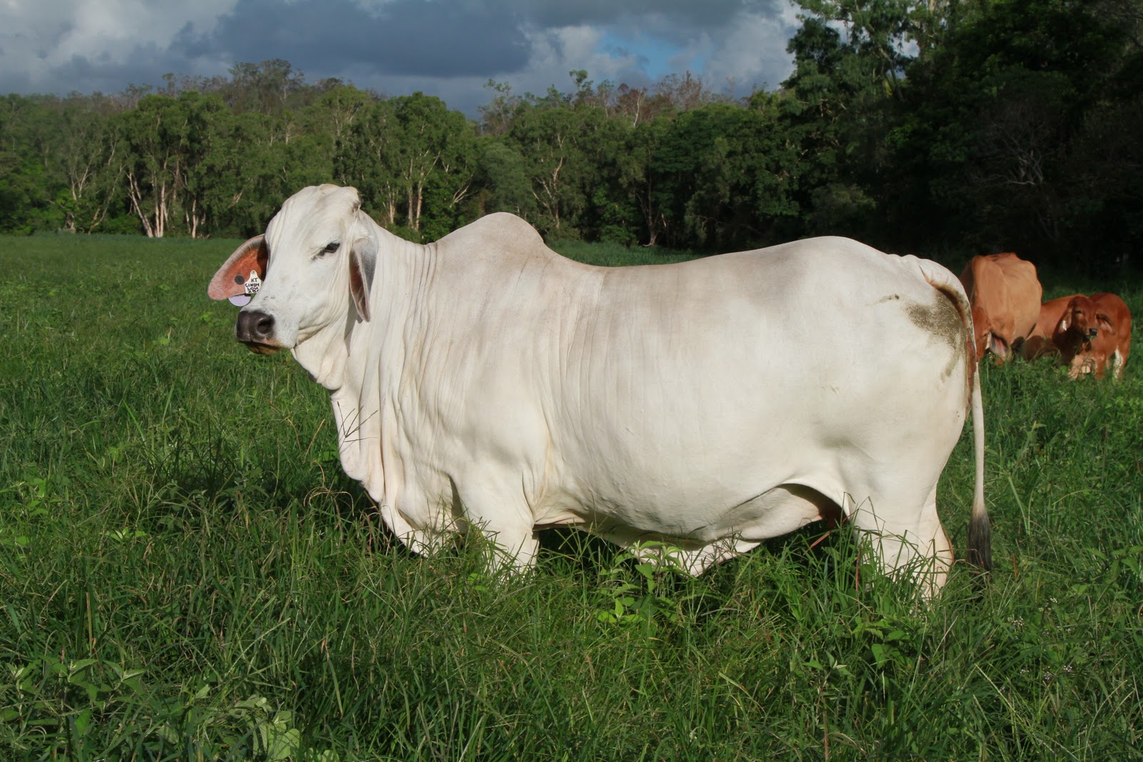 Lindley Park Brahmans Stud Cows