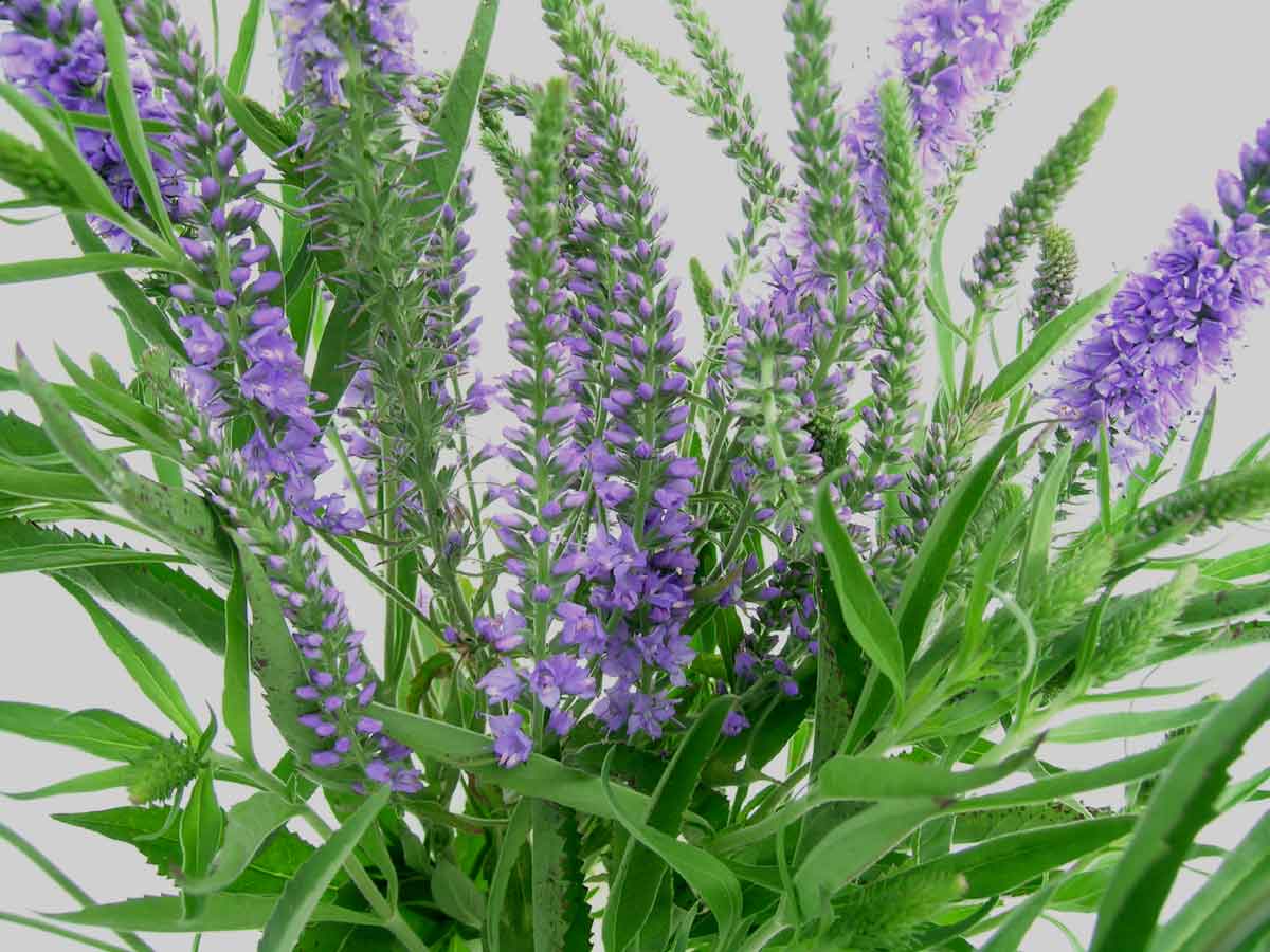 Flower Picture Veronica Flower