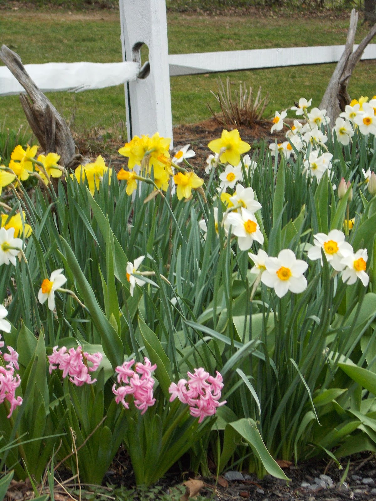 Timeworn Primitives Spring Thyme 2015, on Covered Bridge Road.