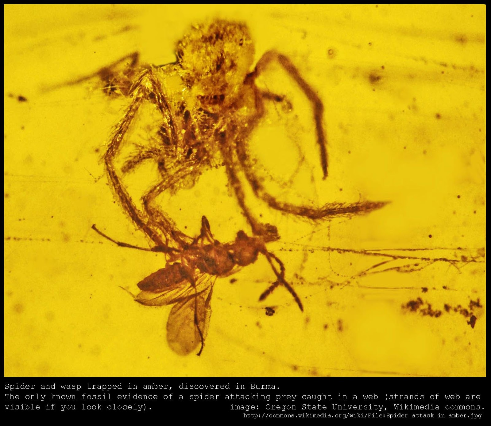 The Mathisen Corollary Amazing amber fossils, DNA, and Jurassic Park