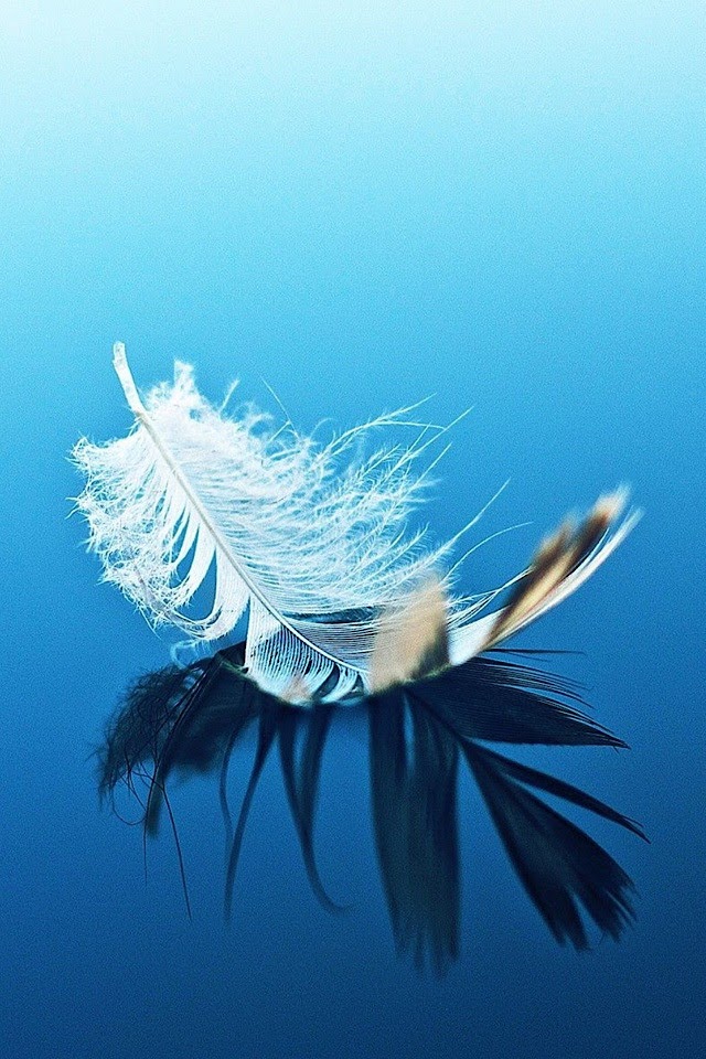 Feather On The Water   Galaxy Note HD Wallpaper   Feather On The Water   Galaxy Note HD Wallpaper