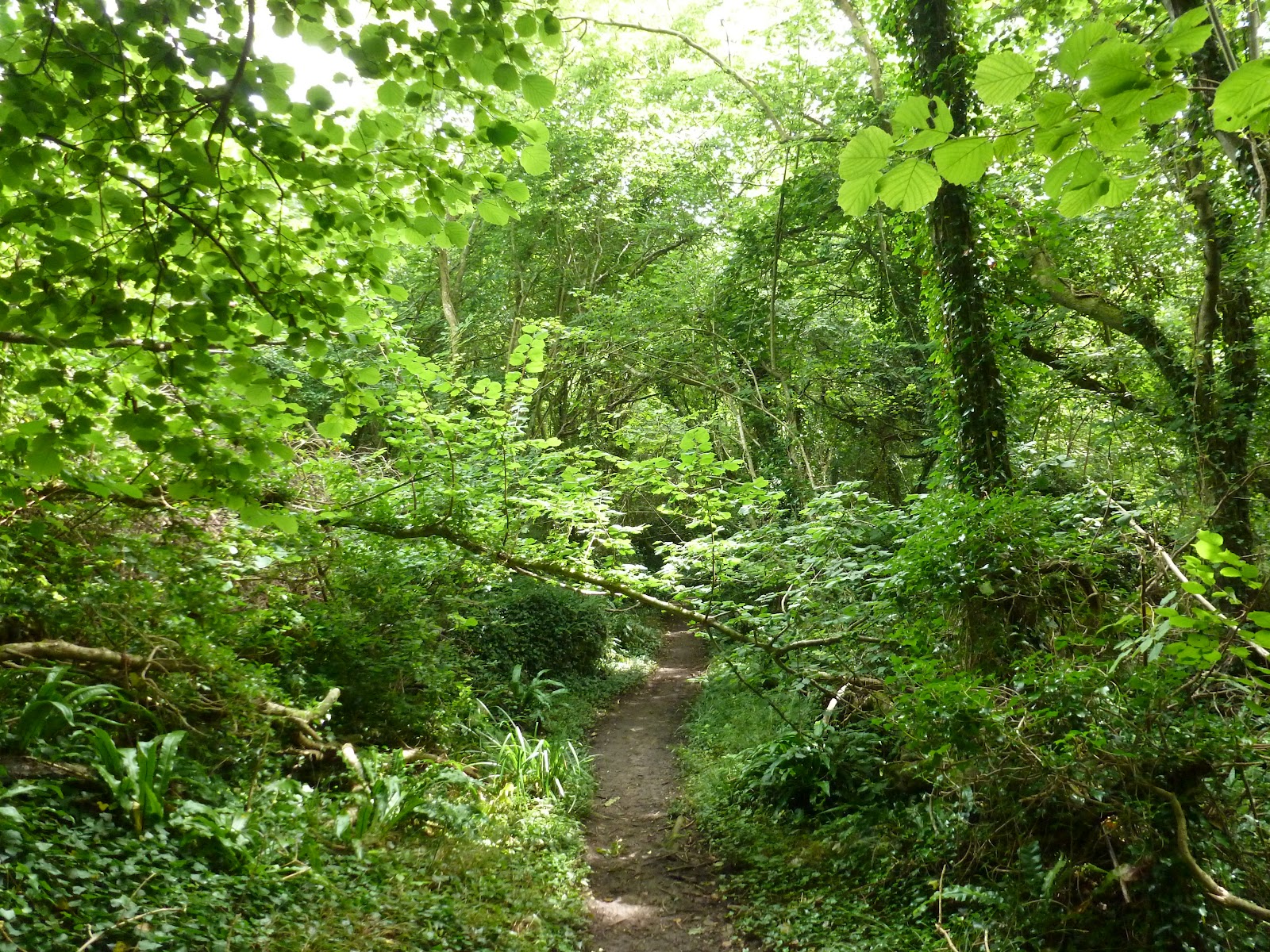 A walk in an English Jungle