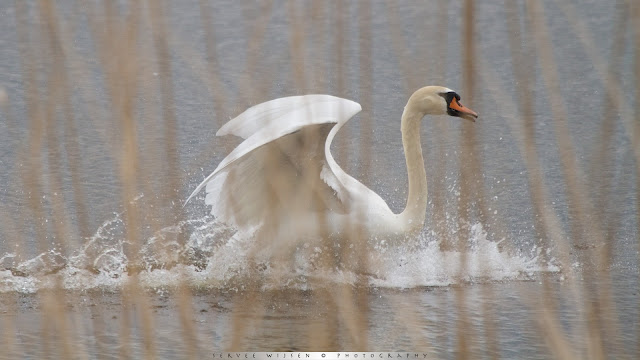 Knbbelzwaan jaagt rivaal weg - Mute Swans chasing rival