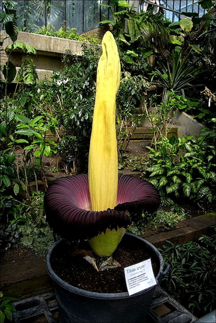 The biggest and stinkiest flower in the world. JUDGMENTAL