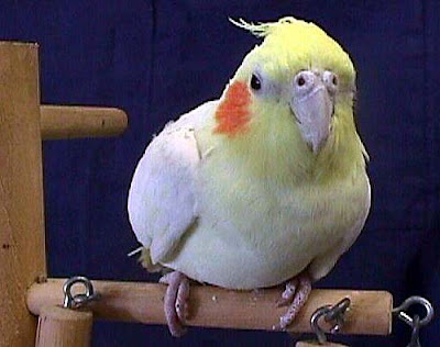 Cockatiel Bird Pictures Cockatiel Bird Pictures