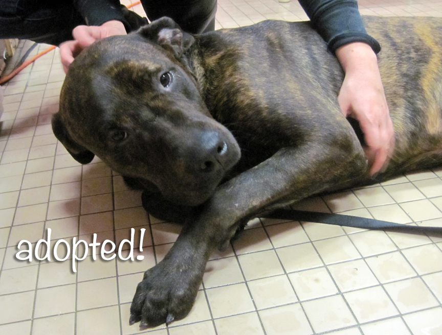 brindle names brindle pitbull names images brindle names brindle pitbull names images