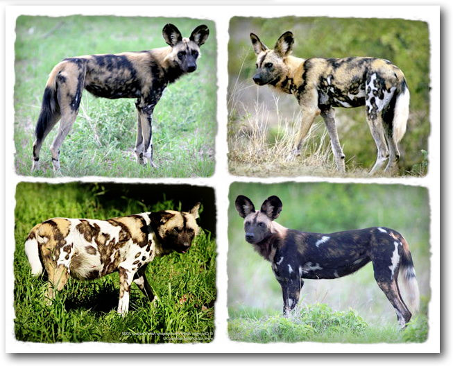 I Spy Animals: The REAL Wild Dog
