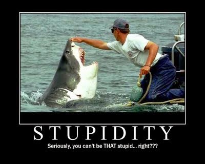 shark-stupid-man.jpg