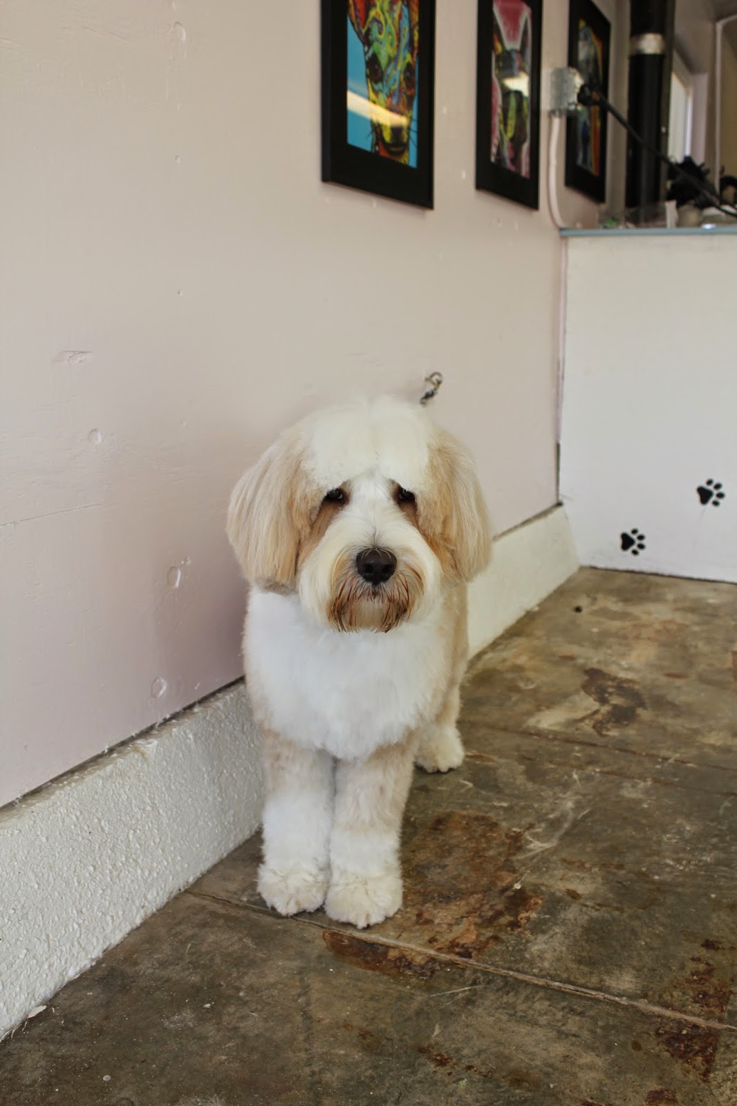 Virginia's Professional Pet Grooming