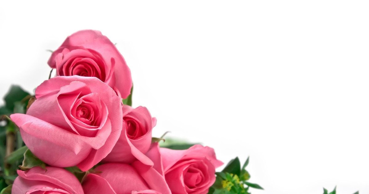 Wedding Flowers: Red Rose & White Rose Wallpaper for Desktop Backgrounds