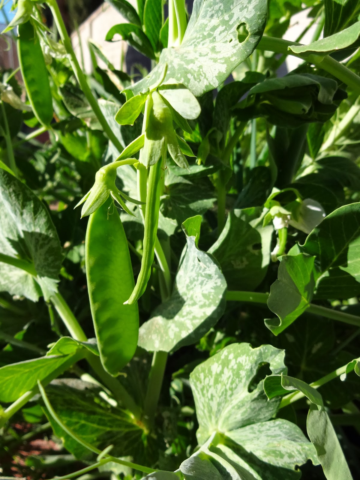 The Scientific Gardener Oregon Sugar Pod II Snow Pea