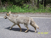 Coyote on the Road