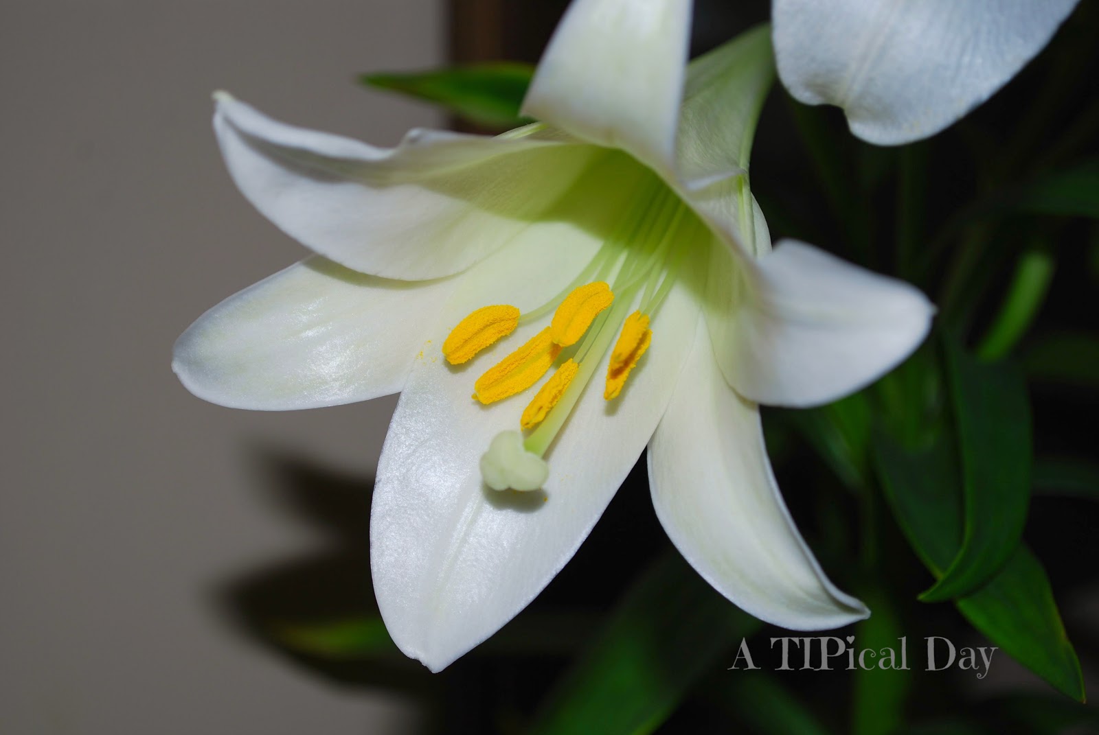 Easter Lily Care and a Few Other Pretty Arrangements A TIPical Day