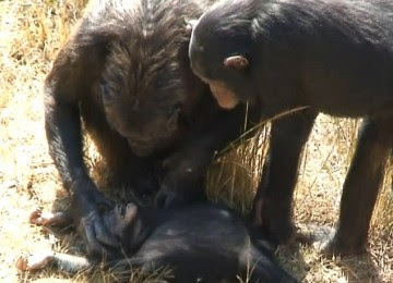 ibu_simpanse_meminta_pendapat_kedua_dari_simpanse_lainnya_110205203402.jpg