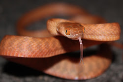 Brown Tree Snake VENOMOUS but not considered dangerous