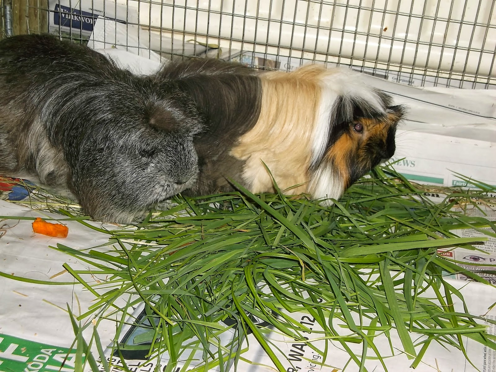 Undercover Guinea Pigs Chaos at Piggyfriends Episode 3. Piggies getting messy.