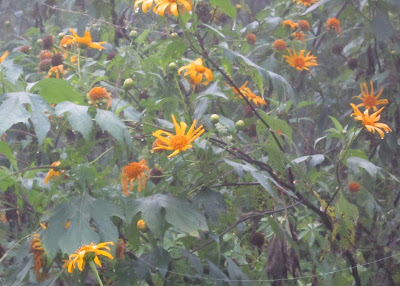 Those yellow flowers