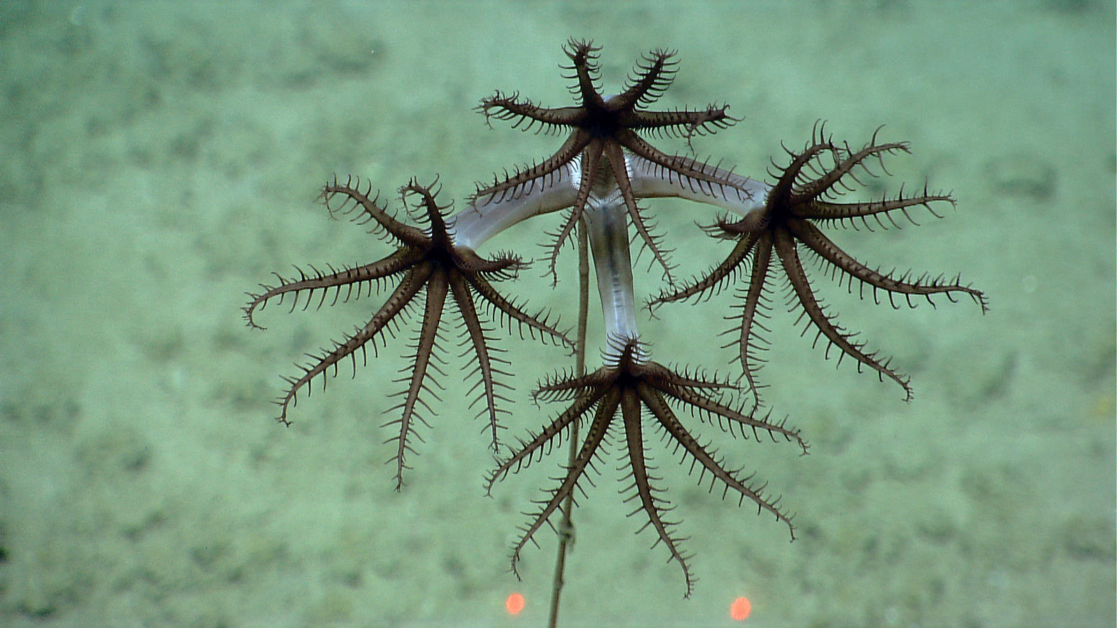 real monstrosities umbellula