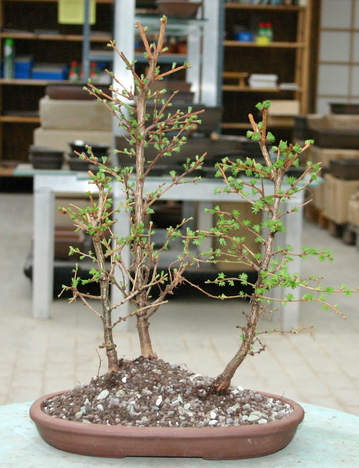 Bonsai 盆栽 Waldgestaltung Gruppenpflanzung Am Beispiel Japanischer Lachen Larix Kaempferi