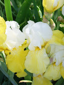 Yellow Irises