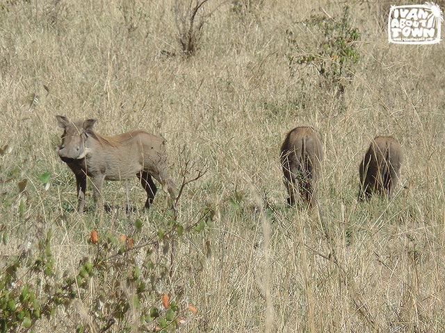 Safari game drive at Maasai Mara National Reserve in Kenya