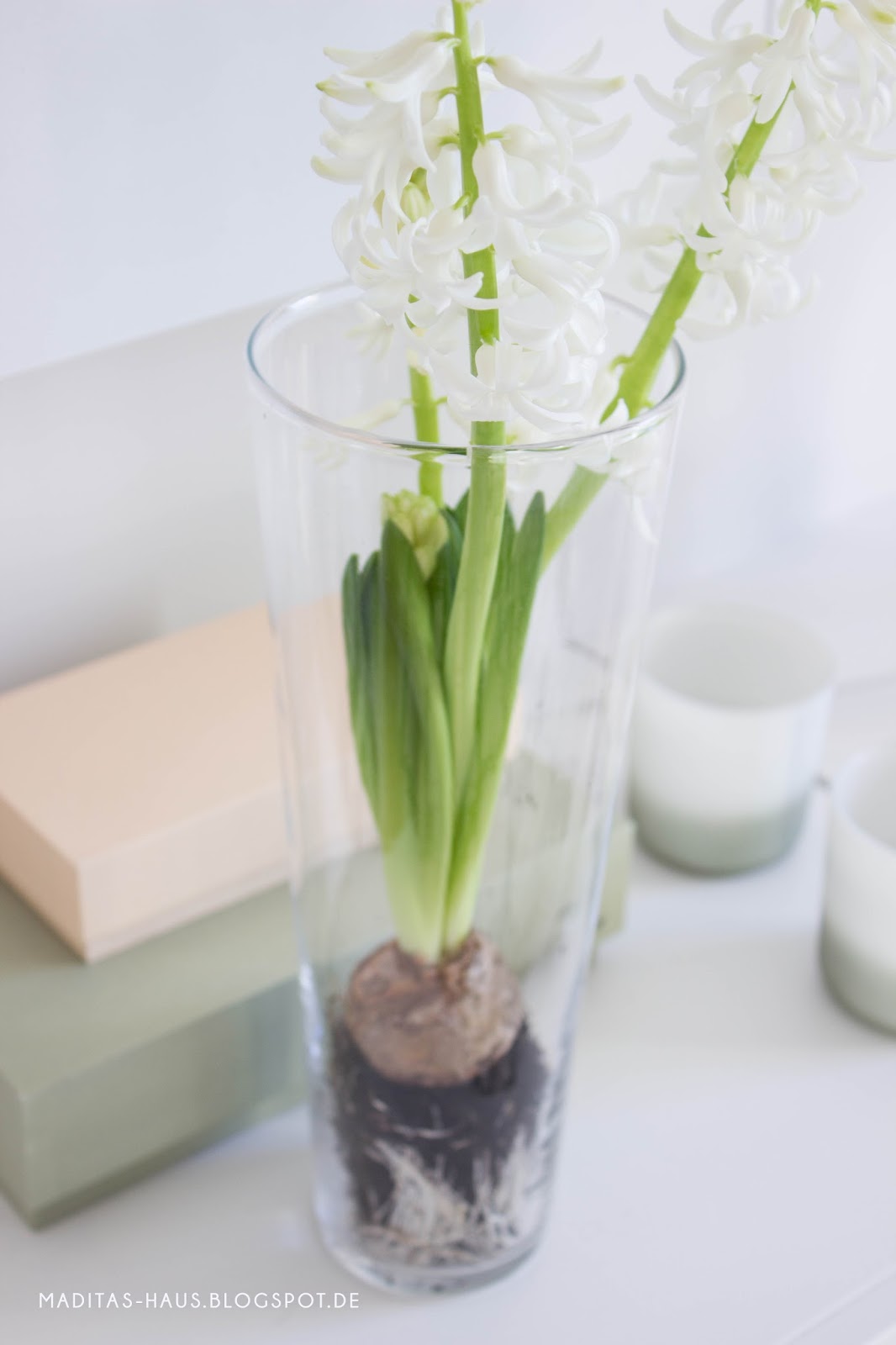 Hyazinthe Im Glas Oder Vase Maditas Haus Lifestyle Und