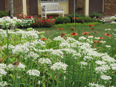 Garlic Chives, Blanket Flowers, Vincas