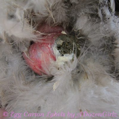 prolapsed uterus in dogs prolapsed uterus in dogs pictures prolapsed uterus in dogs prolapsed uterus in dogs pictures