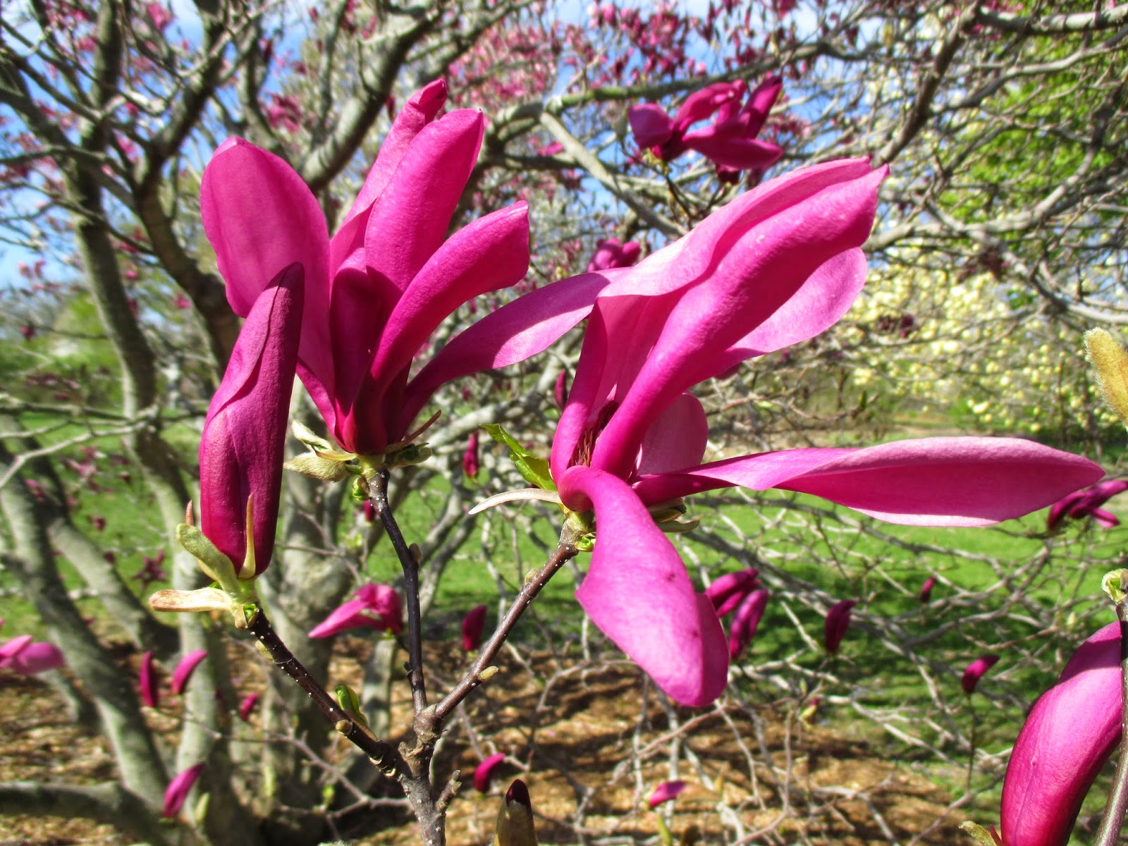 Do You Know Your Flowering Quince