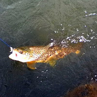 Snake River Brown Trout German Brown Henry's Fork