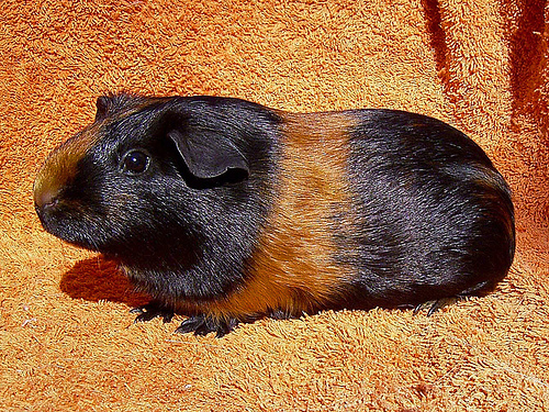 All Things Guinea Pig: Cavy Colours
